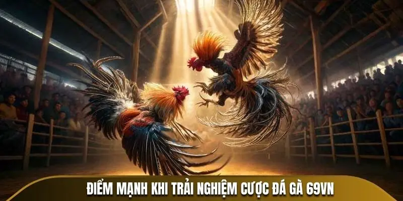 Điểm mạnh khi trải nghiệm cược đá gà 69VN