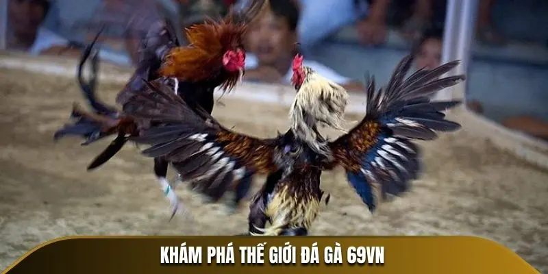 Khám phá thế giới đá gà 69VN