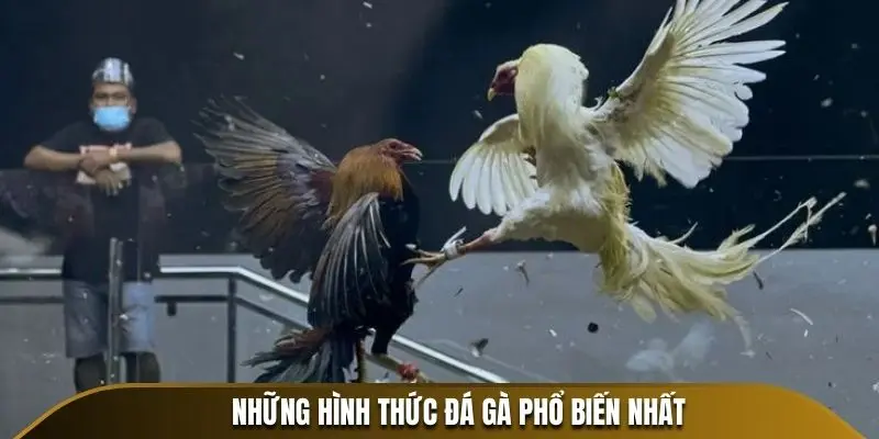 Những hình thức đá gà phổ biến nhất