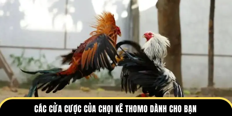 Các cửa cược của chọi kê Thomo dành cho bạn