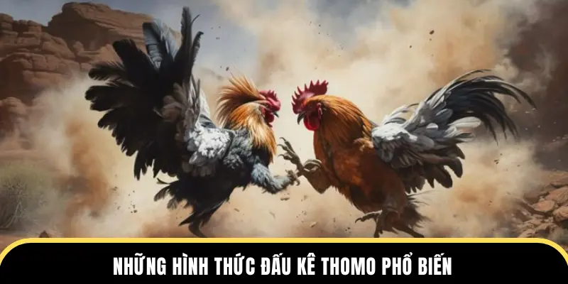 Những hình thức đấu kê Thomo phổ biến
