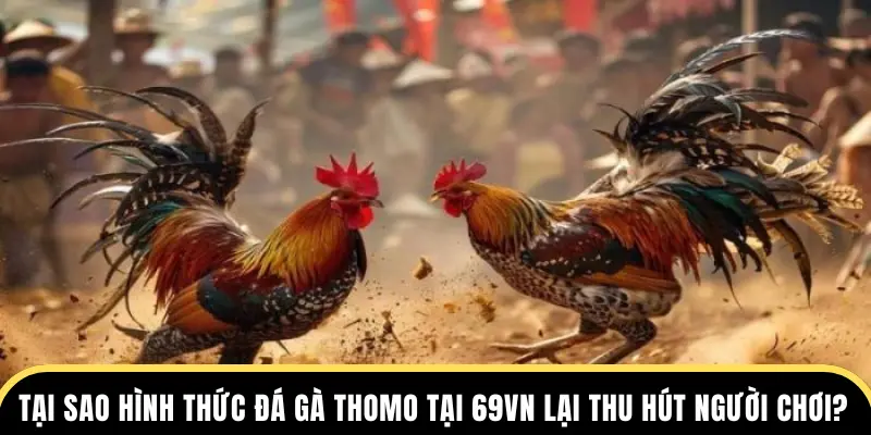 Tại sao hình thức đá gà Thomo tại 69VN lại thu hút người chơi?