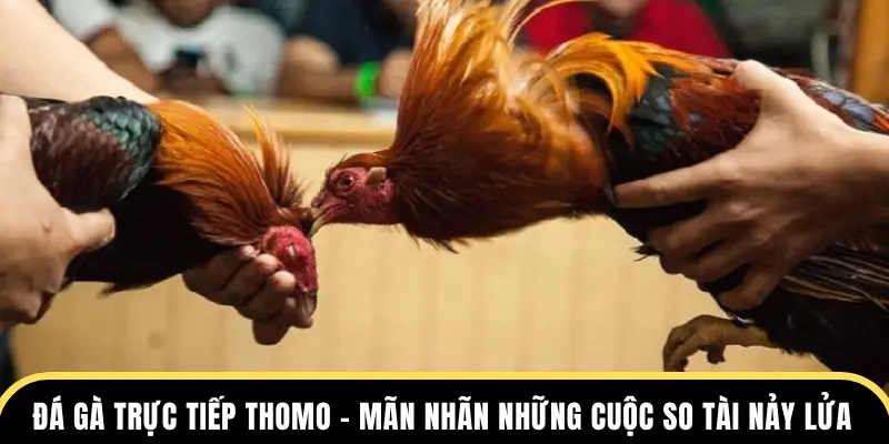 Đá Gà Trực Tiếp Thomo 69VN